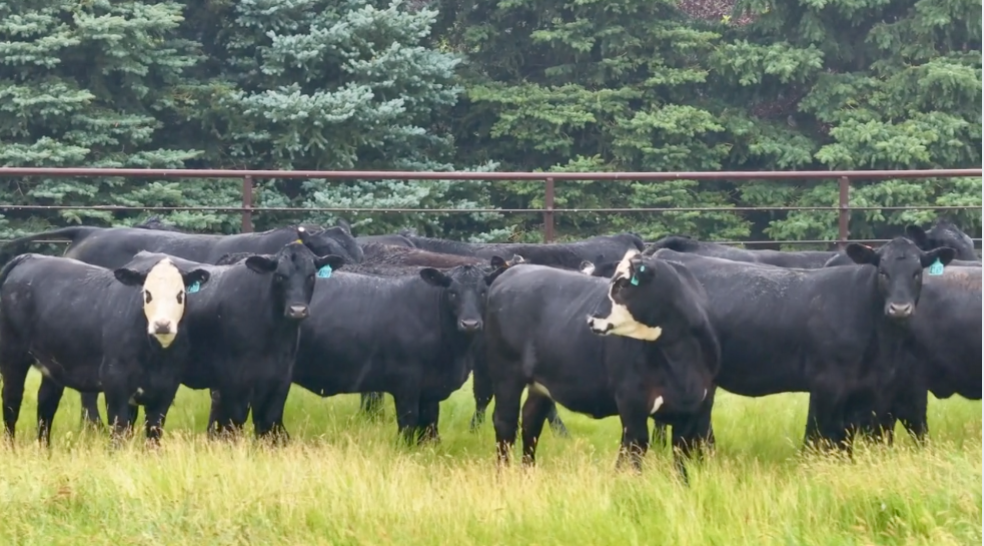 Big fancy Bred heifers, Ai’d and cleaned up, 1000Lbs Contract for a Oct 15 – Nov 1 delivery! 20% down Bh716A5